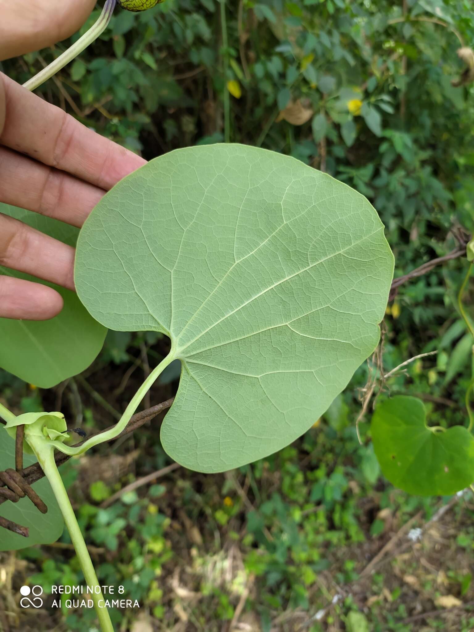 Image de Aristolochia ringens Vahl