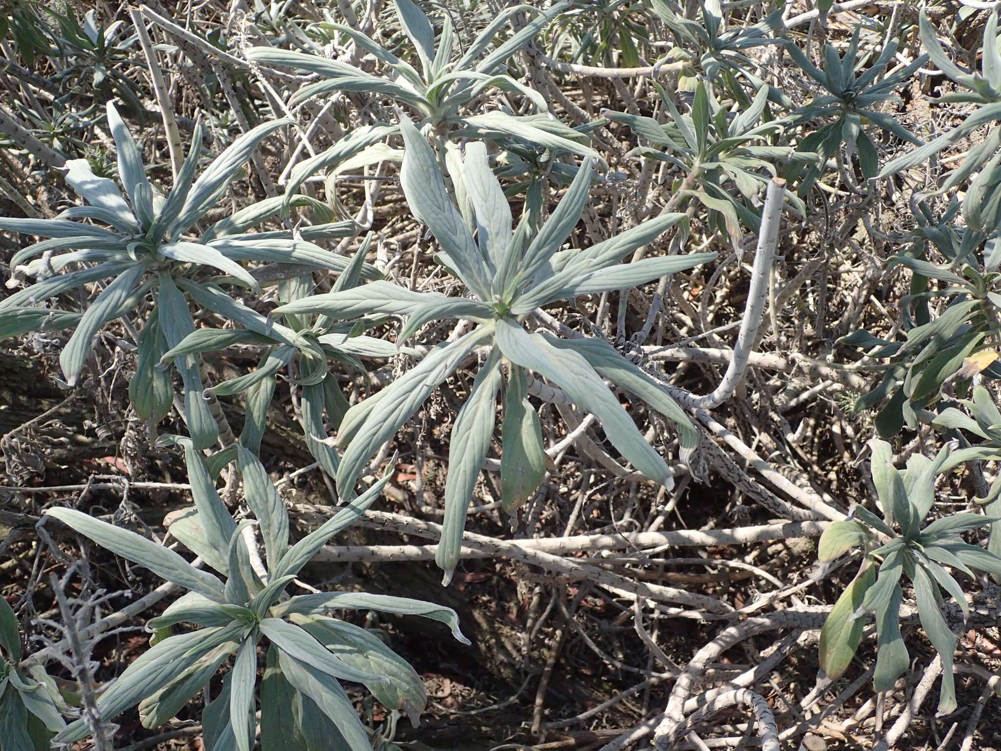 Imagem de Echium candicans L. fil.