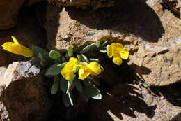 Image of Avery Peak twinpod