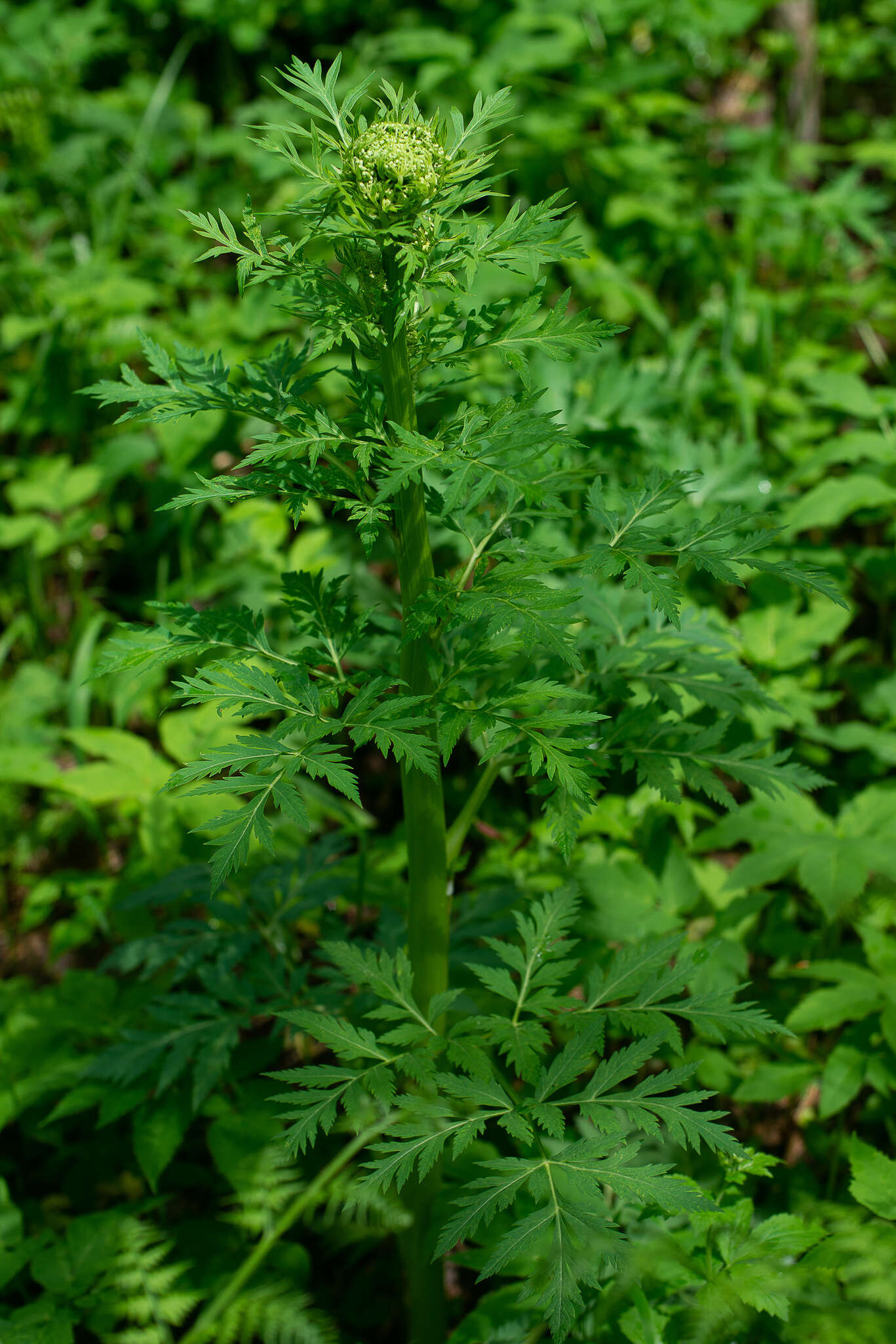 Image of Pleurospermum uralense Hoffm.