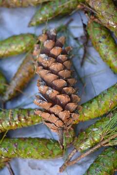 Pinus strobus var. chiapensis Martínez的圖片