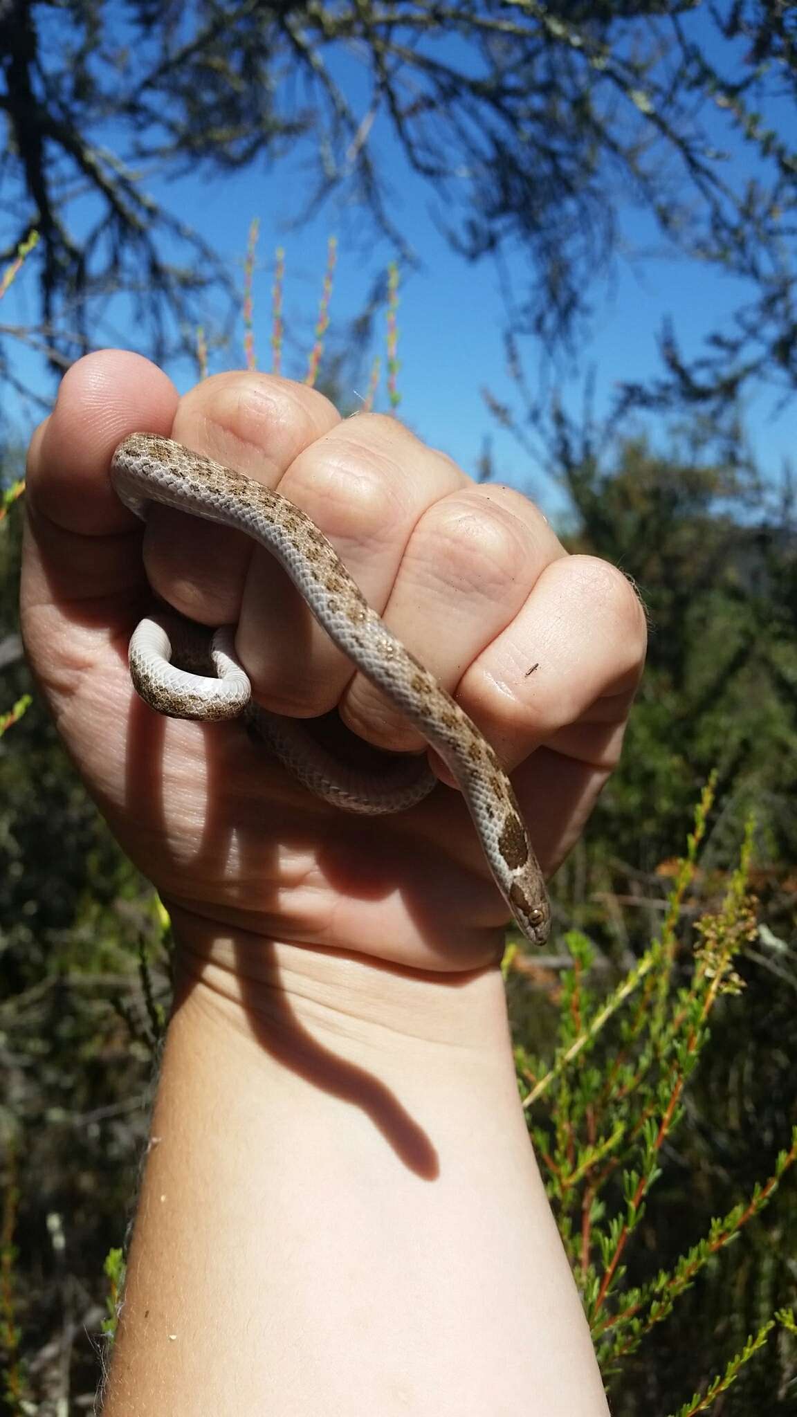 Hypsiglena ochrorhynchus Cope 1860 resmi