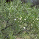 Image of Eremophila mitchellii Benth.