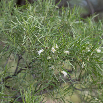 Слика од Eremophila mitchellii Benth.