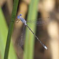 Image of Spotted Spreadwing