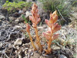 Image of Orobanche alba subsp. alba