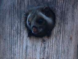 Image of Japanese Giant Flying Squirrel