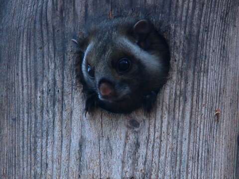 صورة Petaurista leucogenys (Temminck 1827)