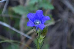 Image of Gentiana manshurica Kitagawa