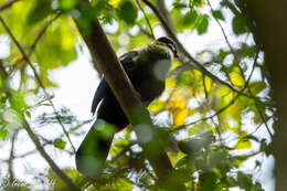 Image of Hartlaub's Turaco