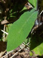 Image of white hawkweed