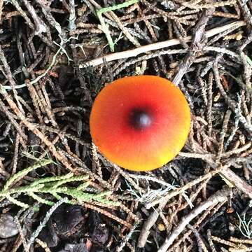 Image of Hygrocybe singeri (A. H. Sm. & Hesler) Singer 1958