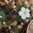 Image of redroot cryptantha