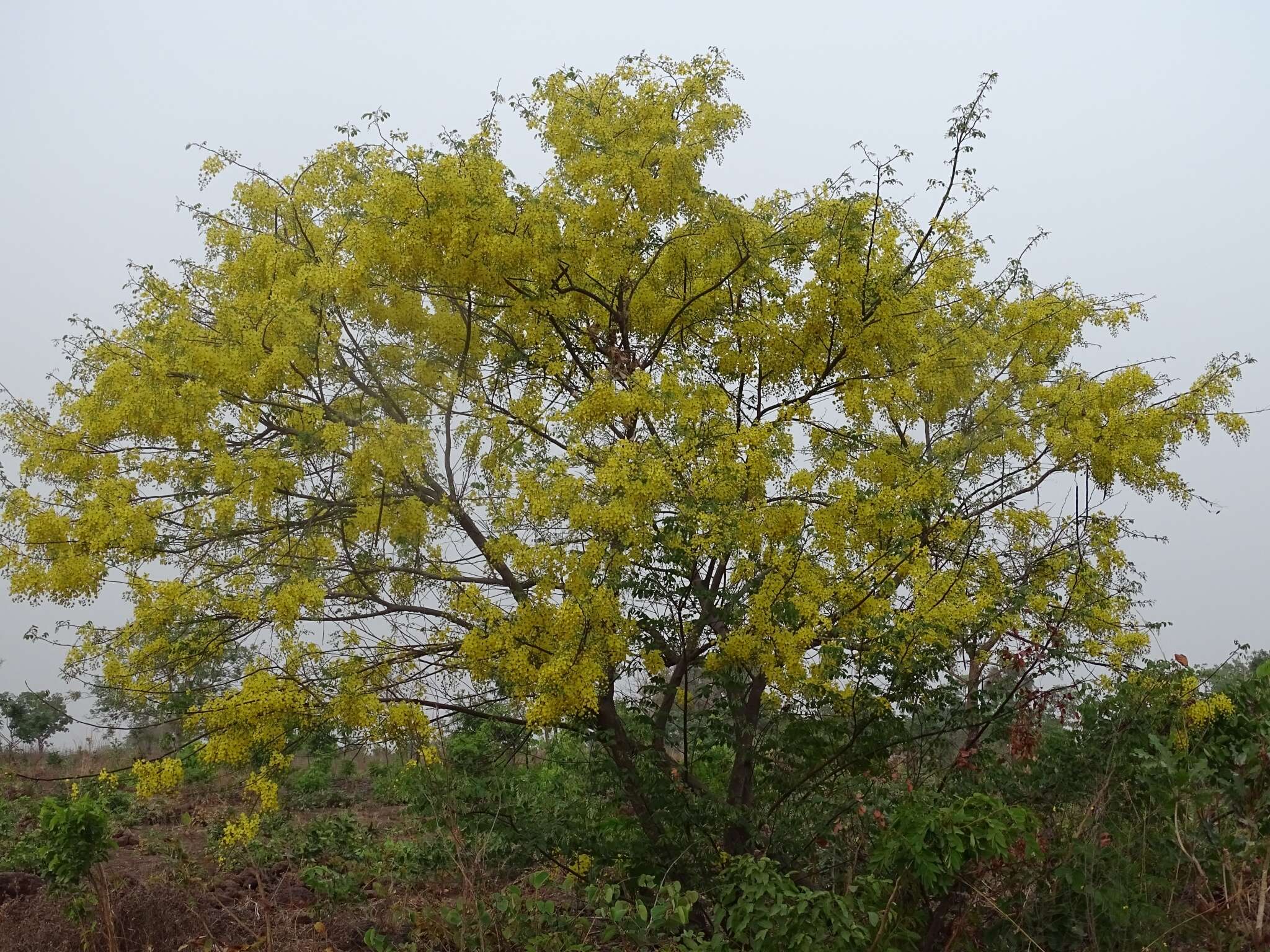 Image of Cassia sieberiana DC.