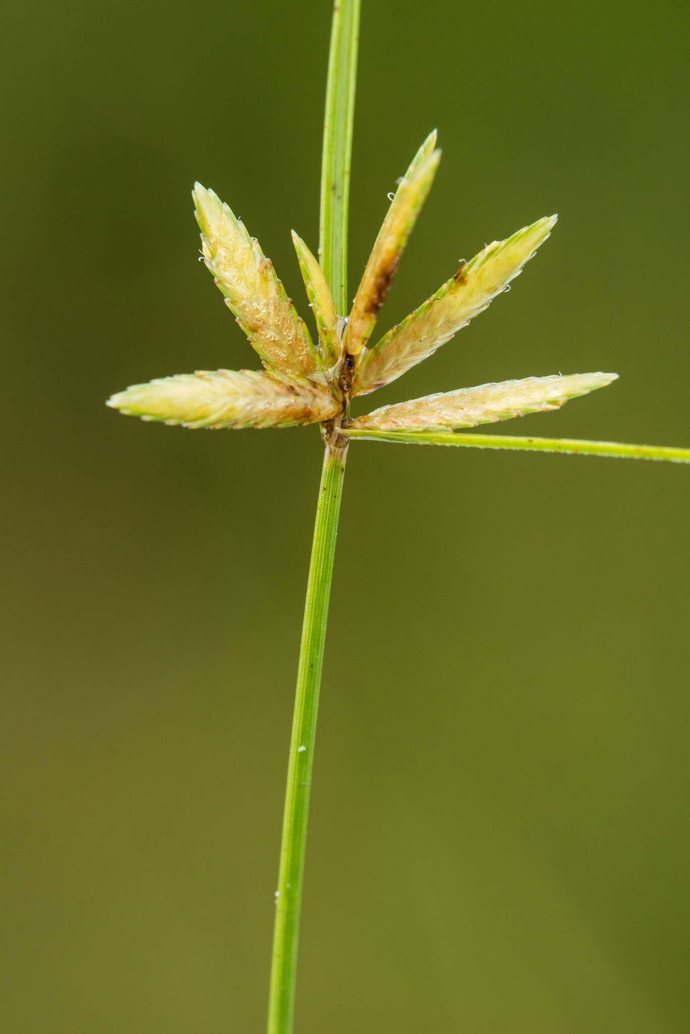 Imagem de Cyperus lanceolatus Poir.