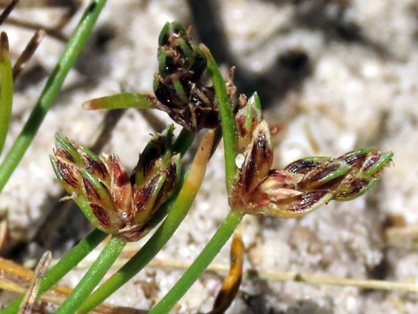 Image of Isolepis marginata (Thunb.) A. Dietr.