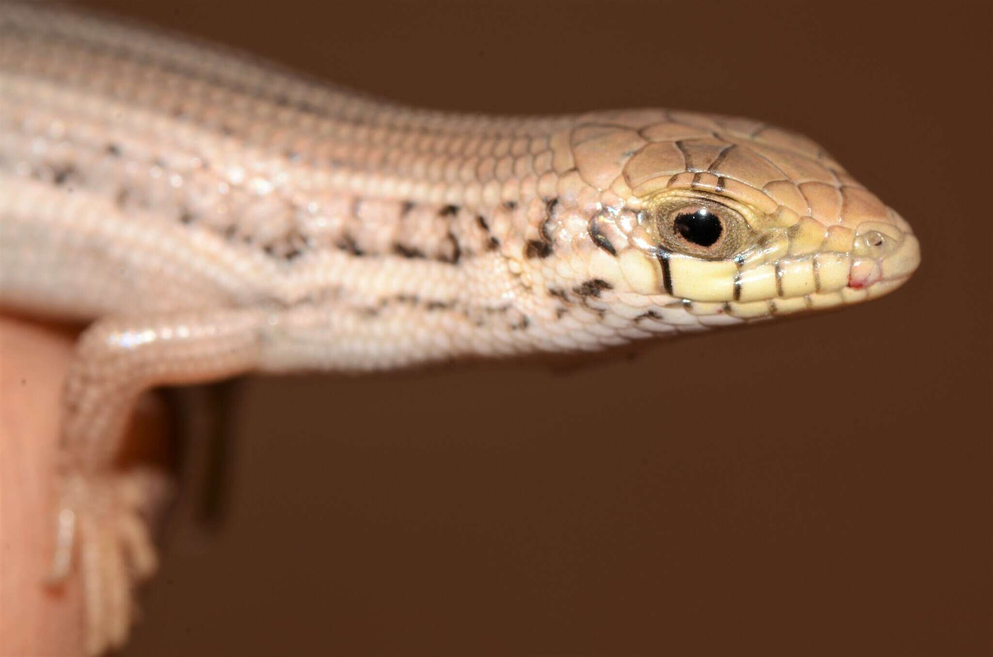 Image of Western three-striped skink