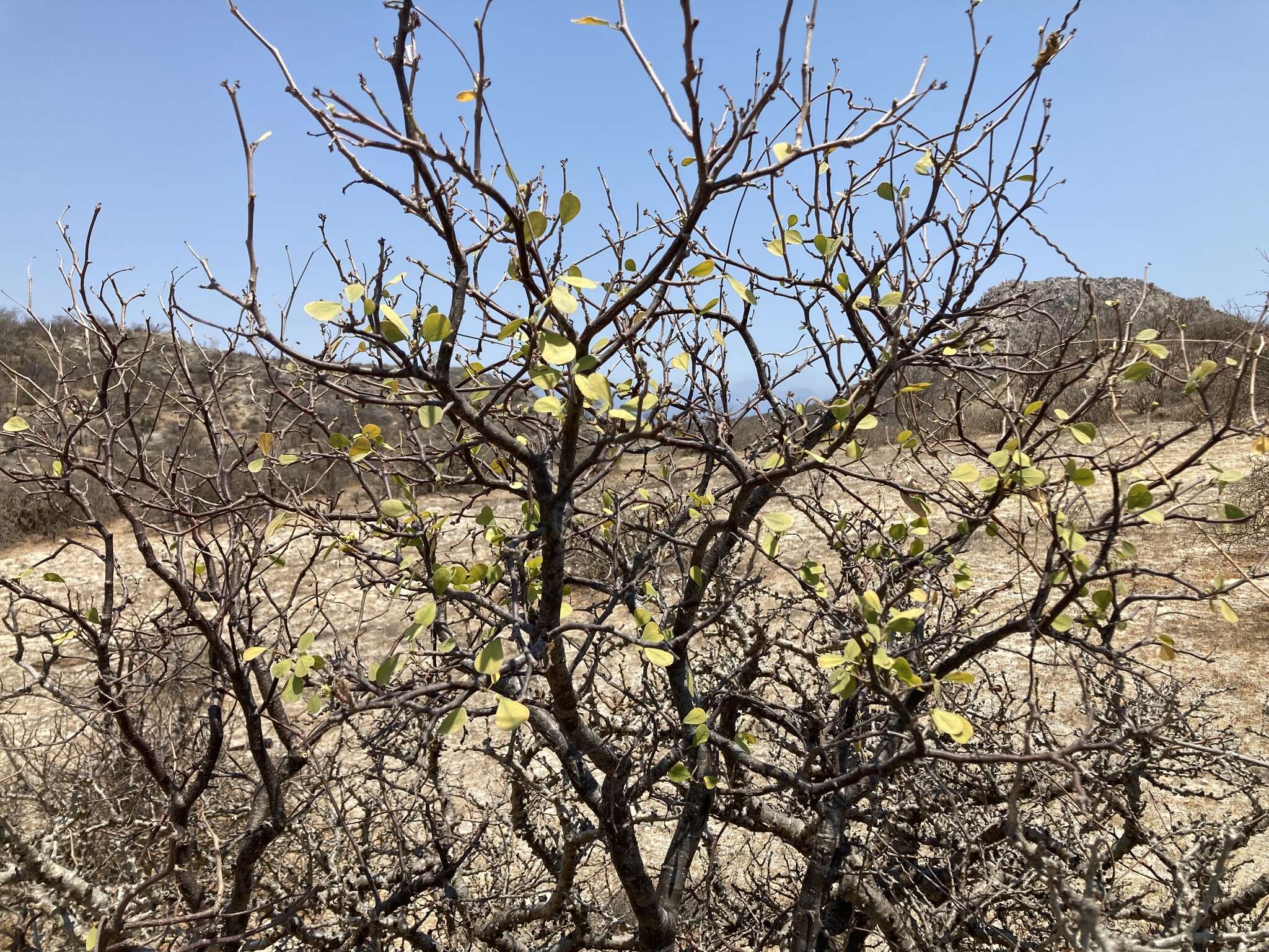 Image of Hinds Spurge