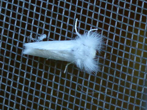 Image of White Flannel Moth