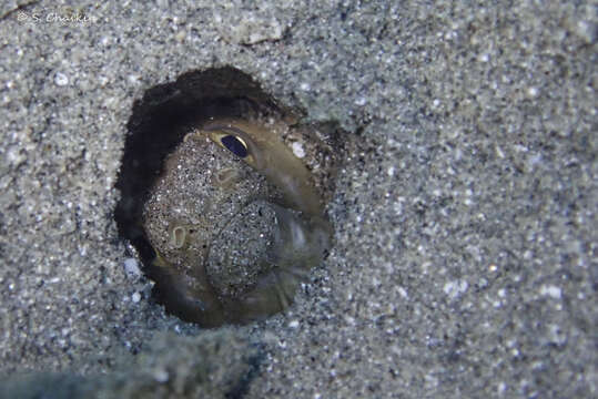 Image of Narrowtail moray