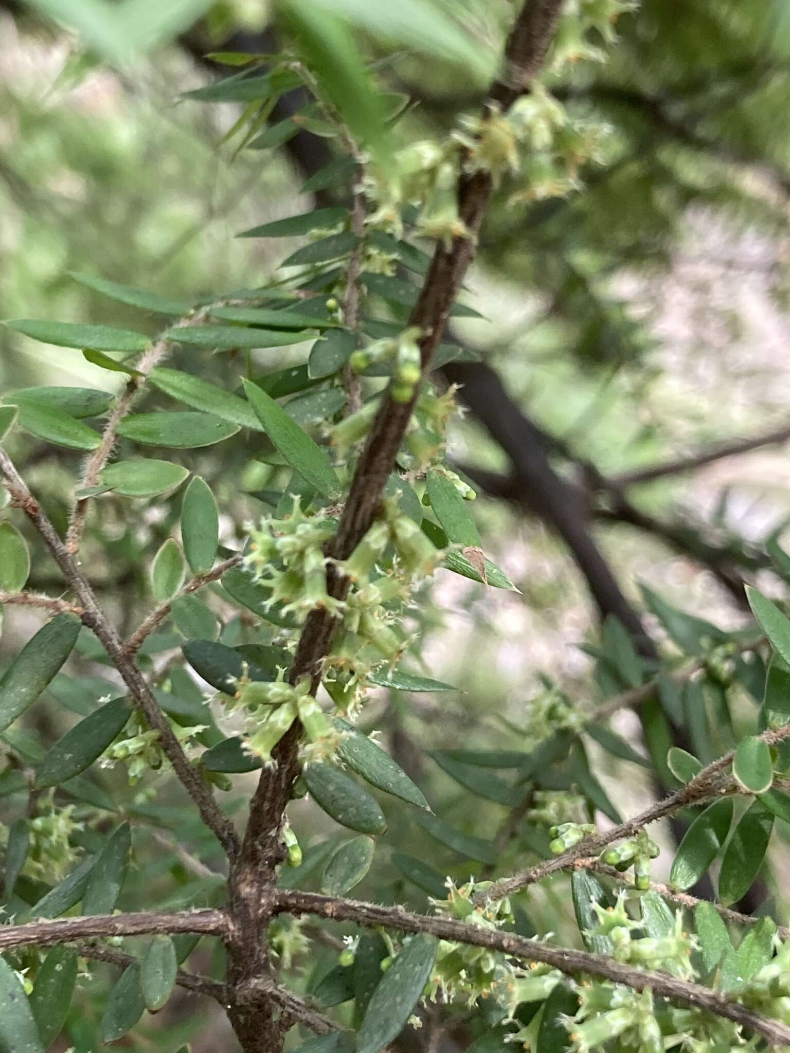 Image of Acrotriche divaricata R. Br.