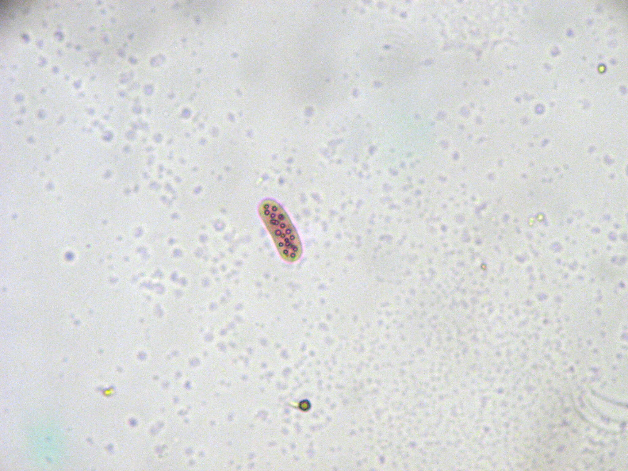 Chromatium okenii resmi
