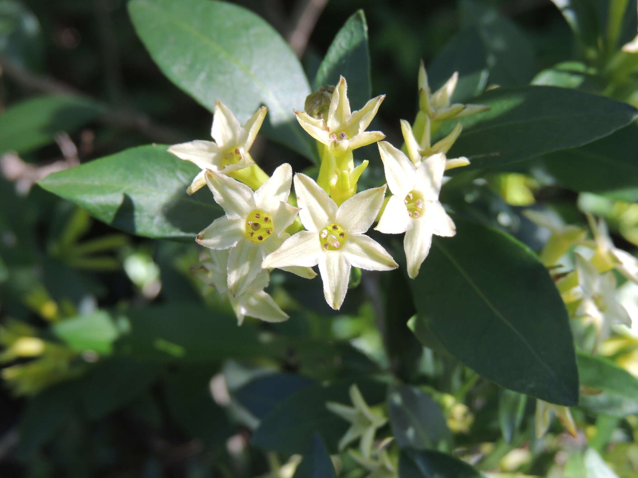 Image of Cestrum euanthes Schltdl.