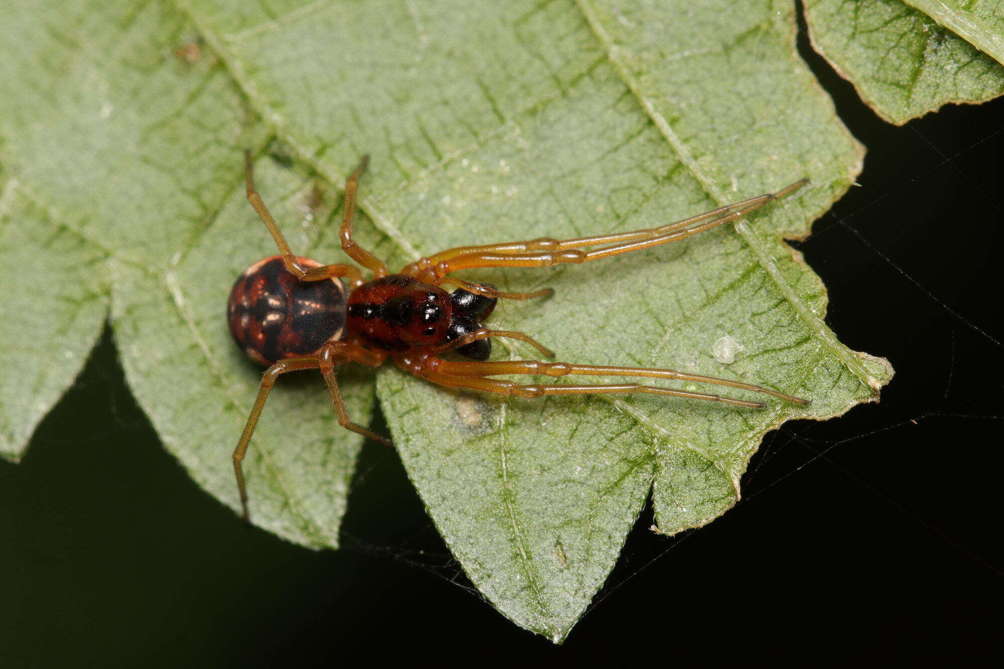 Image of Pachygnatha listeri Sundevall 1830