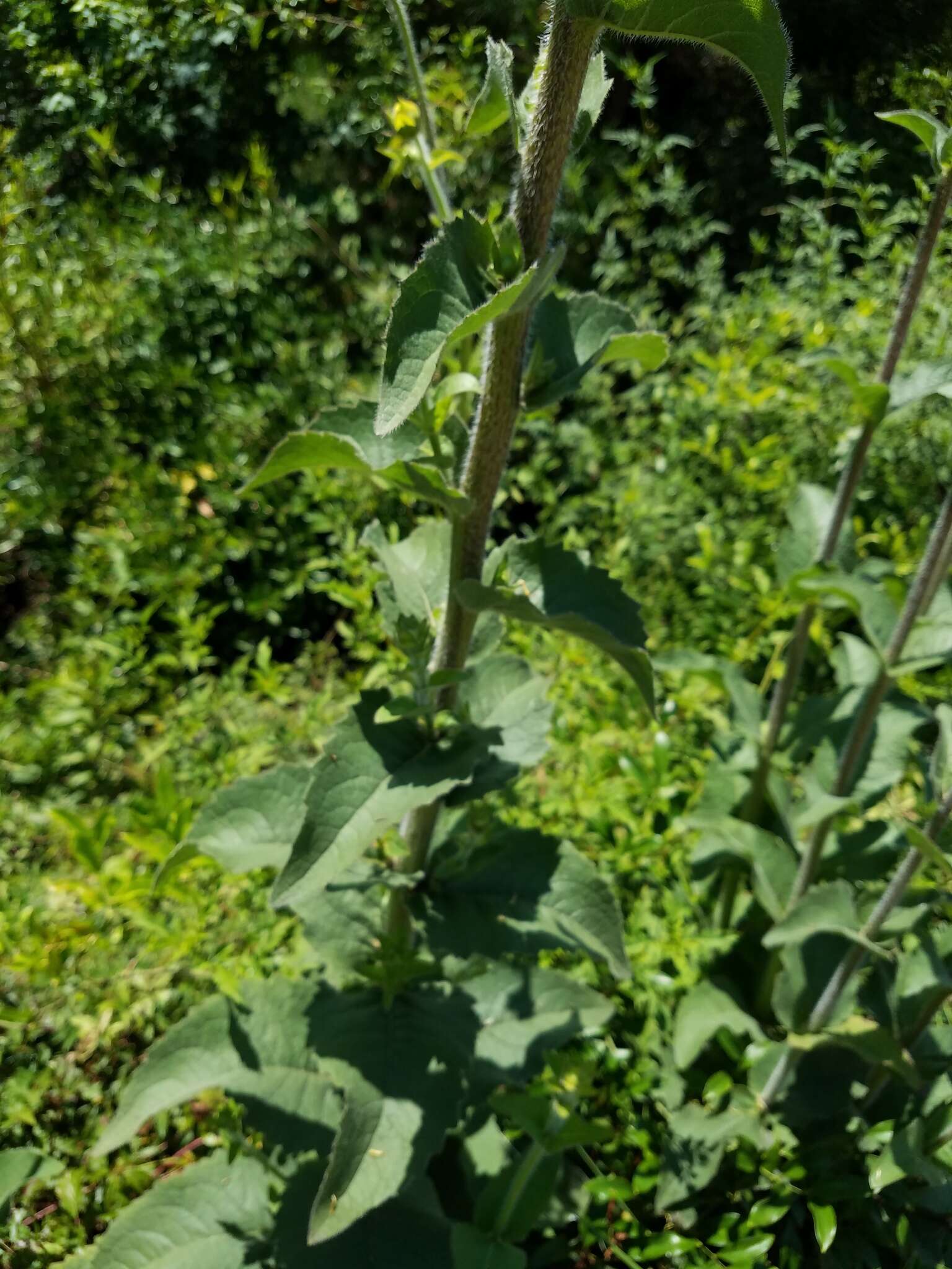 Image of roughstem rosinweed