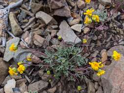 Image of Mt. Hamilton tickseed