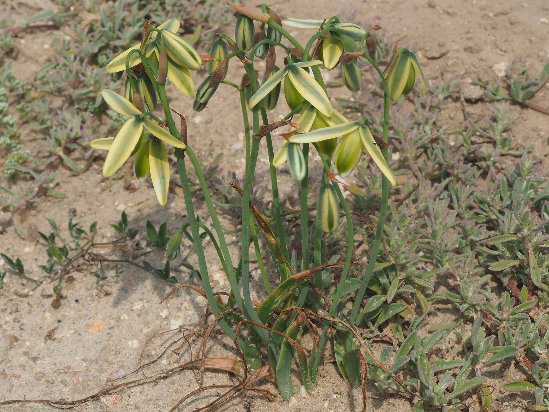 Image of Albuca juncifolia Baker