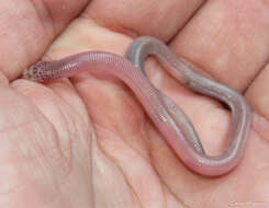 Image of Wagler's Worm Lizard
