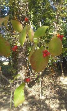 Image of flowering dogwood