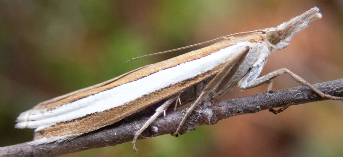 Image of Crambus unistriatellus Packard 1868