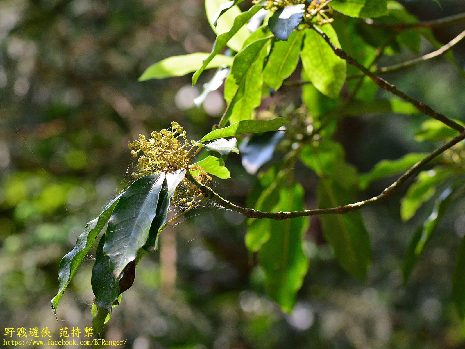 Daphniphyllum pentandrum Hayata resmi