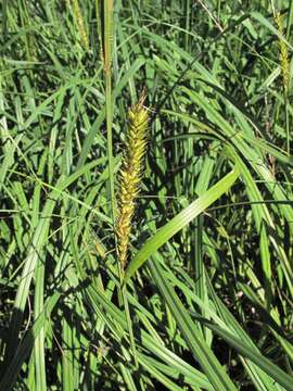 Imagem de Carex lacustris Willd.