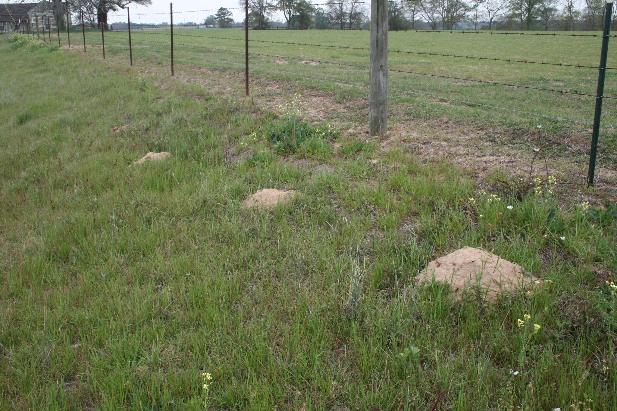 Image of southeastern pocket gopher