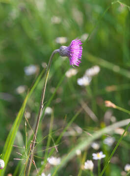 Слика од Cirsium sieboldii Miq.