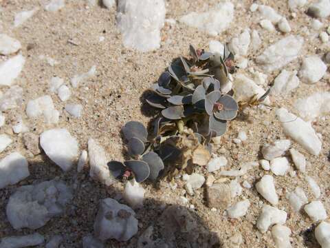 Imagem de Euphorbia phylloclada Boiss.