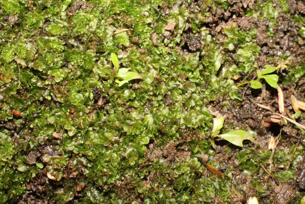 Image of Lethocolea pansa (Taylor) G. A. M. Scott & K. G. Beckm.