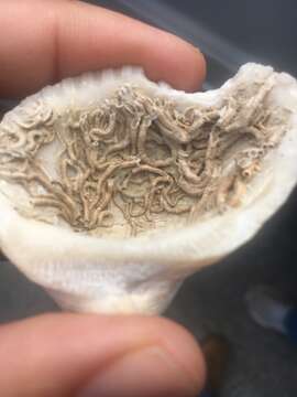Image of Serpulid tubeworm