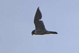 Image of Eurasian peregrine falcon