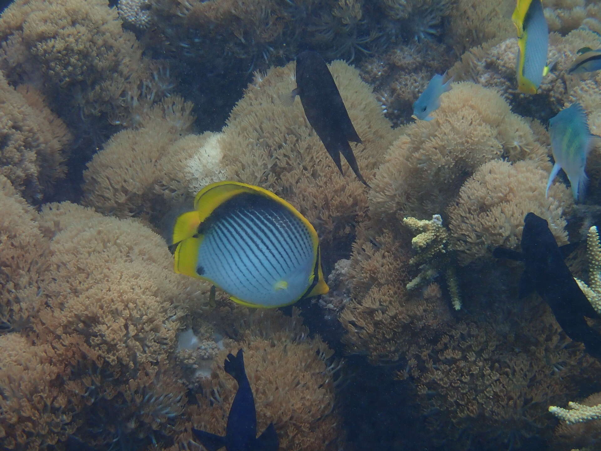 Image of Black-back Butterflyfish