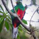 Image of White-tipped Quetzal