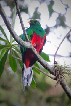 Image of White-tipped Quetzal