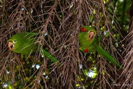 Image of Hispaniolan Conure