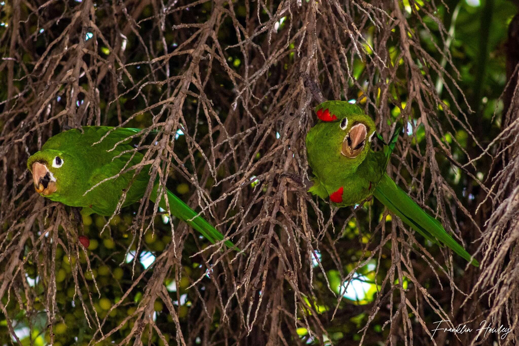 Image of Hispaniolan Conure