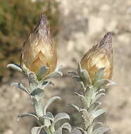 Image of Helichrysum retortum (L.) Willd.