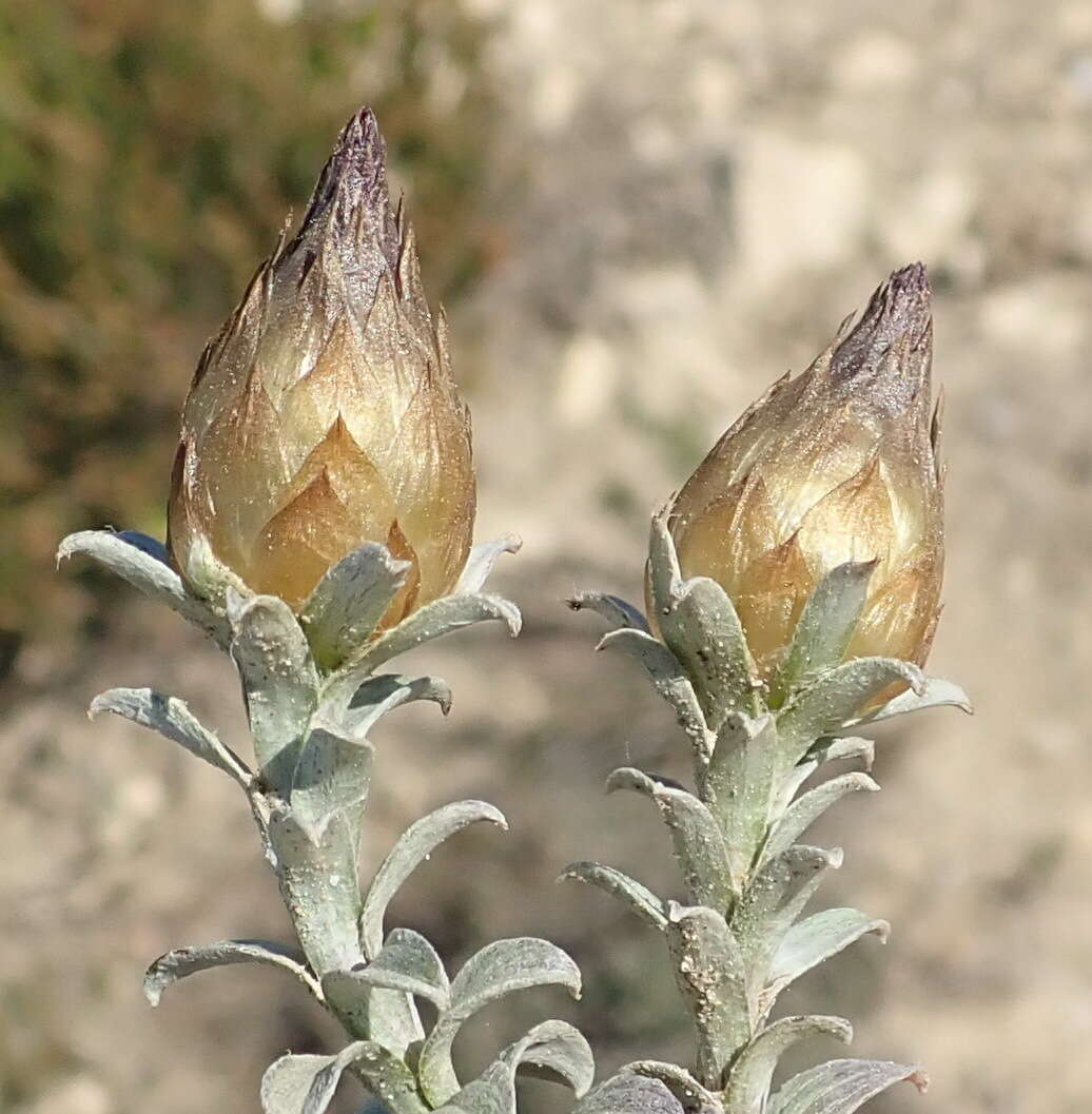 Image of Helichrysum retortum (L.) Willd.