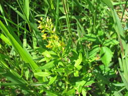 Image of earth loosestrife